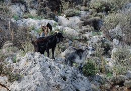 goats in the hills